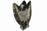 Fossil Goniatite & Orthoceras Sculpture - #104258-1